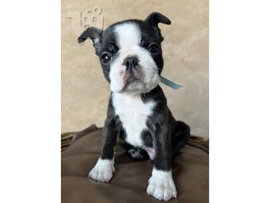 PoulaTo: Boston Terrier – αρσενικό κουτάβι προς πώληση